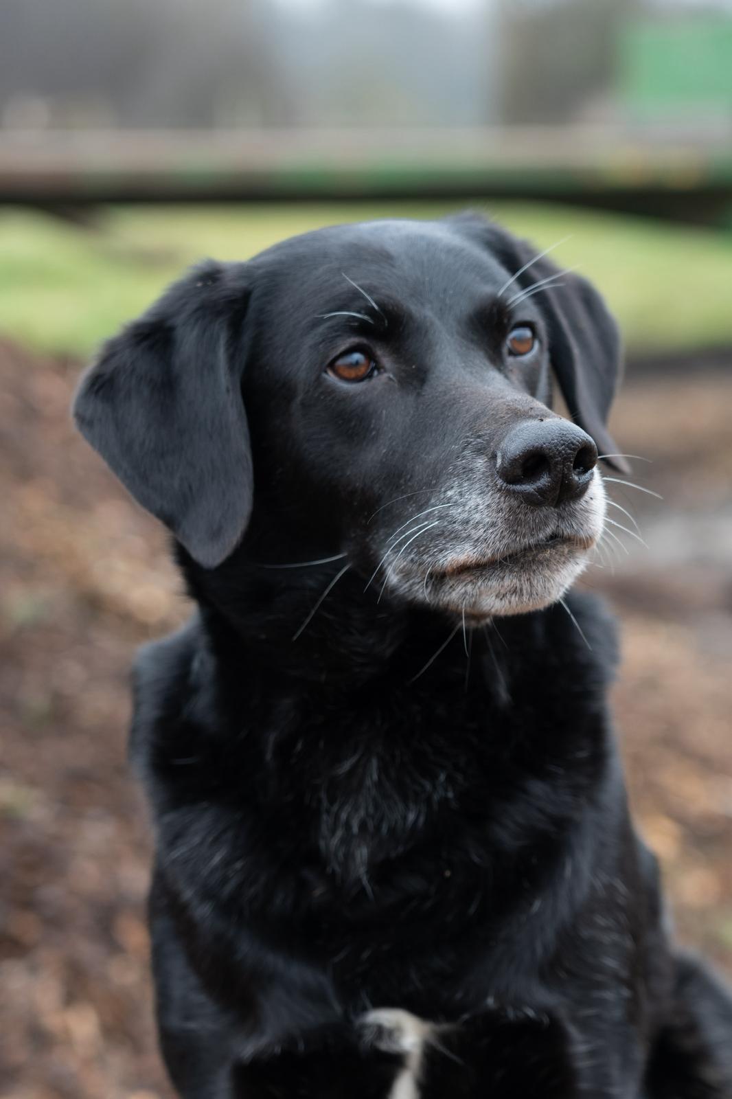 Boots, our beloved farm dog, looking out across the fields at Tablehurst Farm