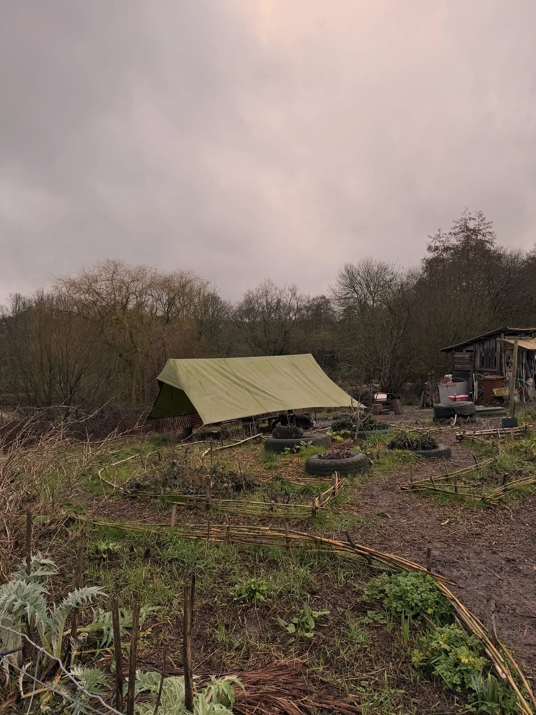Early days on the plot before everything is in full bloom