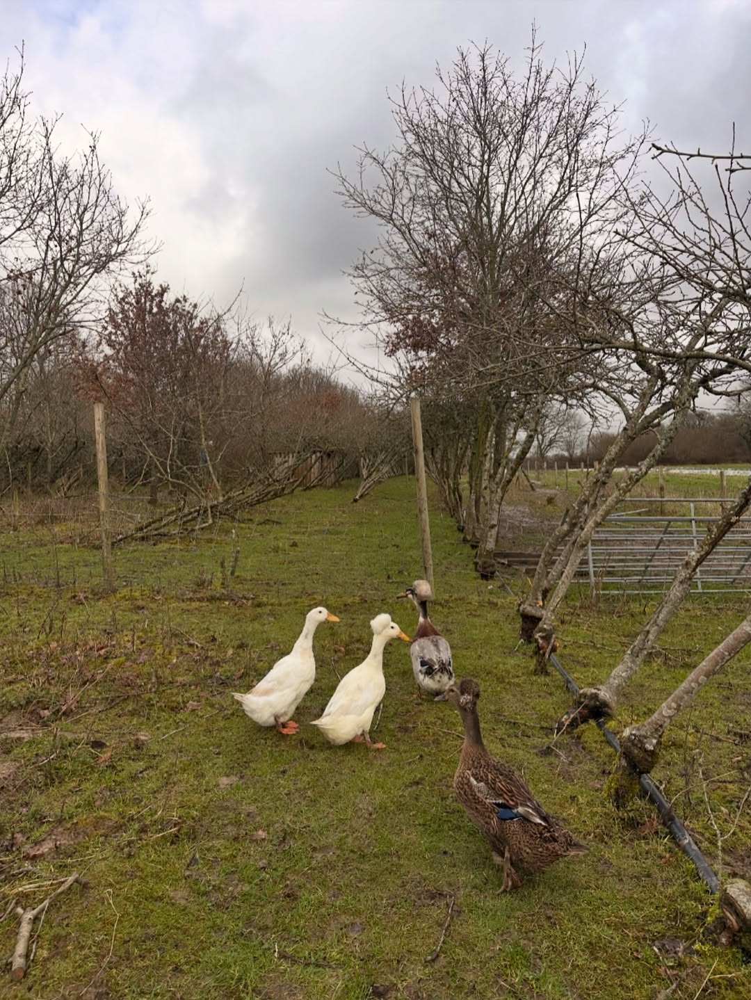 Foragers in the orchard